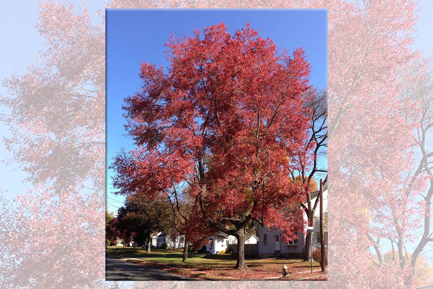 Red Maple Tree Complete Landscaping SuffolkHydroseeding.com 
